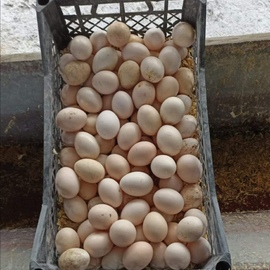 2 Köy Yumurtası görseli.