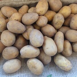 Organik Sarı Patates (Tohumluk ) görseli.