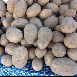 Organik Patates Yeni Hasat (Haftalık)(Kızartmalık Ve Haşlamalık) 3 Kg görseli.