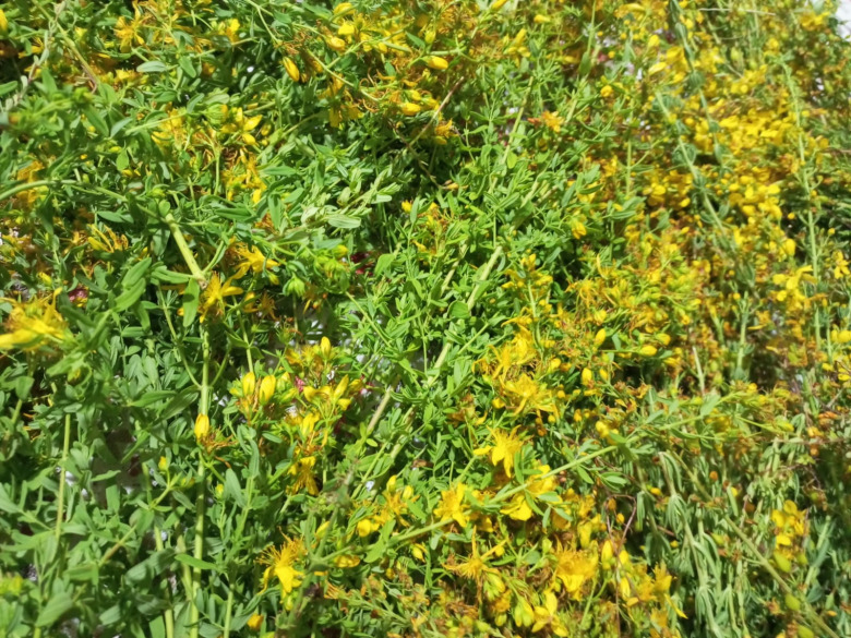 Sarı Kantaron Çiçeği Tohum 100 Adet 
