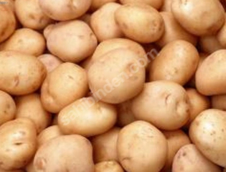 Patates Tohumu Köy Bolu Agria