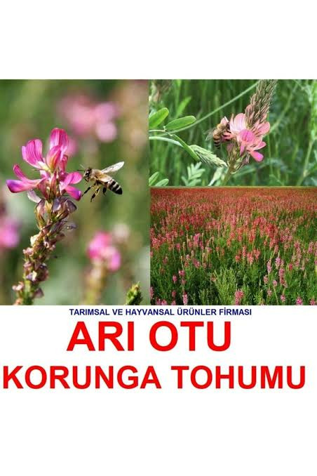 Arı Otu Korunga Tohumu (2000 Adet)