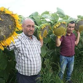 Dev Ayçiçeği Tohumu (200 Adet) görseli.