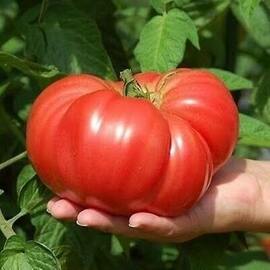 Köylü Domatesi Ata Tohumu (10.000 Adet) görseli.