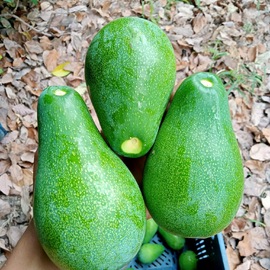 Avokado görseli.