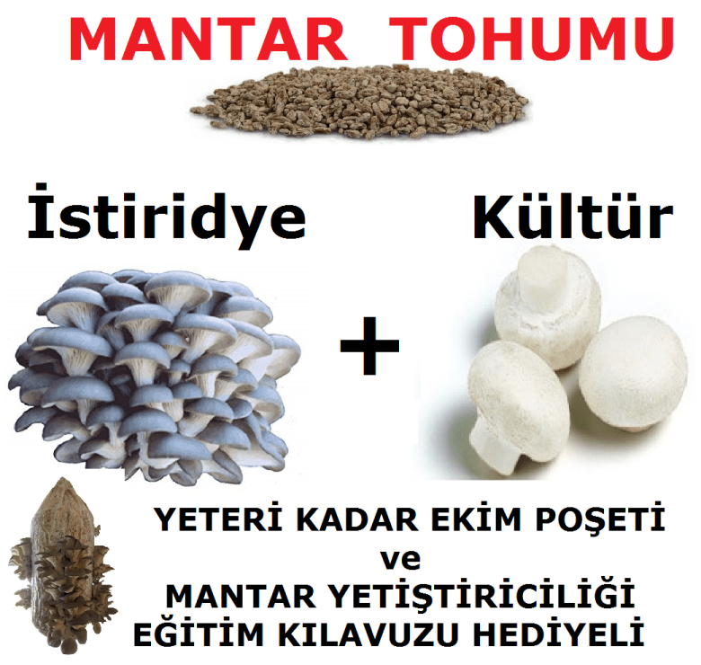 3000 Adet İstiridye Mantarı + 3000 Adet Kültür Mantarı Tohumu
