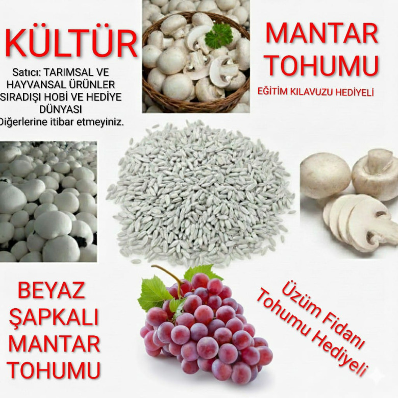 3000 Adet Beyaz Şapkalı Kültür Mantarı Tohumu